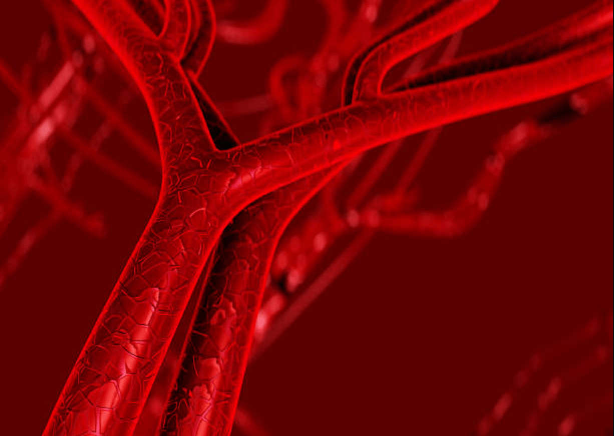 arteries and veins
